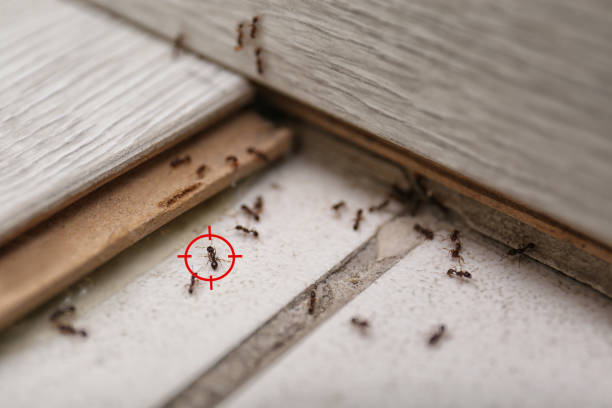 Pest Prevention Services in Healdsburg, CA