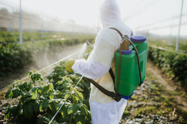 Best Flea Control Services  in Healdsburg, CA